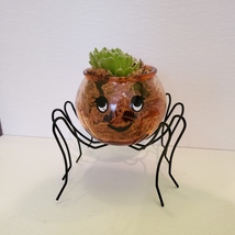 Spider Planter with Succulent, Halloween Pot, Sempervivum, Hens and Chicks