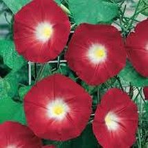 Scarlet O&#39; Hara Morning Glory 200+ Seeds, Beautiful Season Long Blooms - £4.77 GBP