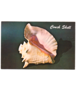 Vtg Postcard-Pink Conch or Queen Conch-Strombus Gigas-Sea Shell-Chrorme-FL2 - £3.08 GBP