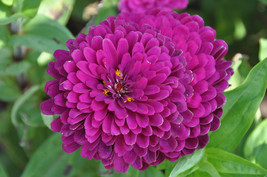 50 Seeds - Zinnia Benary Giant Purple  - £7.46 GBP