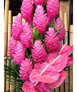 Pink Hawaiian Ginger Alpinia Purpurata Roots and Plants Kanoa Hawaii (1 ... - £33.71 GBP
