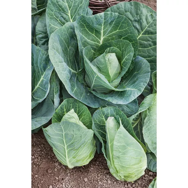 200+ Cabbage Seeds - Early Jersey Wakefield Heirloom Non Gmo Fresh Garden - £5.86 GBP