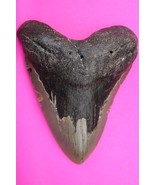 Authentic Megadolon Shark Tooth 5.16 Inches 286 Grams Fossil Dino Girl C... - $212.57 CAD