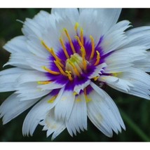 HS 50 White Cupid&#39;S Dart Love Potion Plant Seeds, Catananche Alba White - $8.33