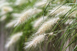 25 Dwarf Fountain Grass Pennisetum Alopecuroides Hardy White Ornamental ... - $13.60