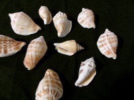 Mixed Lot 10 Seashells 1 1/2&quot; - 2&quot; nice markings - $4.90