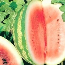 Crimson Sweet Watermelon Non GMO Watermelon Heirloom Bulk Seeds - $171.34 MXN