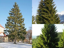 Variety Size Seeds Norway Spruce Picea abies Tree Seeds Evergreen Fast - £13.47 GBP+