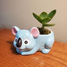 Blue Koala Planter with Succulent, Cotyledon Mint Truffles, Animal Planter - £24.10 GBP