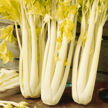 TeL Golden Pascal Celery Seeds 500+ Stringless Vegetable Garden NON-GMO  - £2.38 GBP