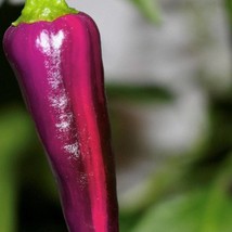 Frees Shipping Purple Tiger Hot Pepper Seeds USA Seller - £9.58 GBP