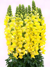 500 Seeds Tall Dark Yellow Snapdragon Beautiful - £5.31 GBP