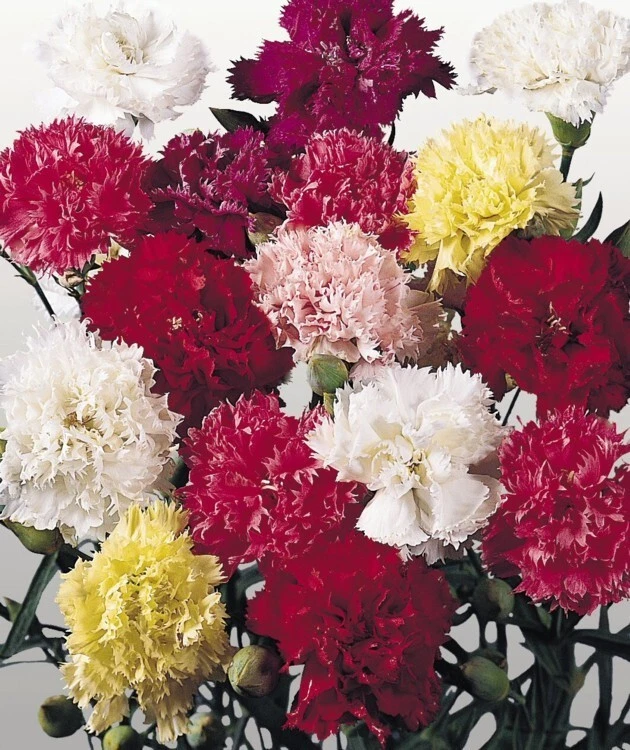 Dianthus Chabaud Giant mix, carnation 50 seeds - $4.83