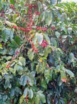 SGHOST Coffea Arabica Costa Rica 95 10 Seeds USA Seller - $8.26