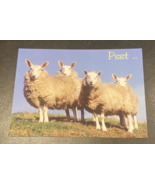 POSTCARD - THE SCOTTISH FIGHLAND SHEEP - €5,14 EUR