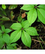 5 Virginia Creeper Ivy Plant Vine Victoria Creeper Parthenocissus Quinqu... - $19.20