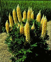 From US 25 Popsicle Pink Lupine Seeds Flower Perennial Flowers Hardy Seed 1019 - £8.62 GBP