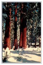 Giant Forest Village Winter Sequoia National Park CA  UNP Chrome Postcard Z4 - £2.28 GBP
