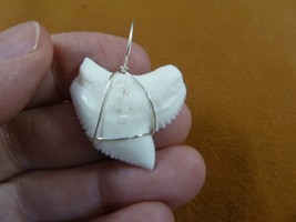 (S5-181) 1-5/16&quot; White TIGER SHARK Tooth silver wired pendant sharks nec... - £44.74 GBP