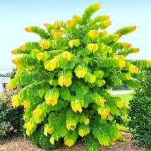 20 SEEDS THE RISING SUN REDBUD Authentic Cercis canadensis - £9.02 GBP