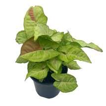 Milk Confetti Pink Variegated Syngonium 4 inchSyngonium Albo Variegata H... - $559.81