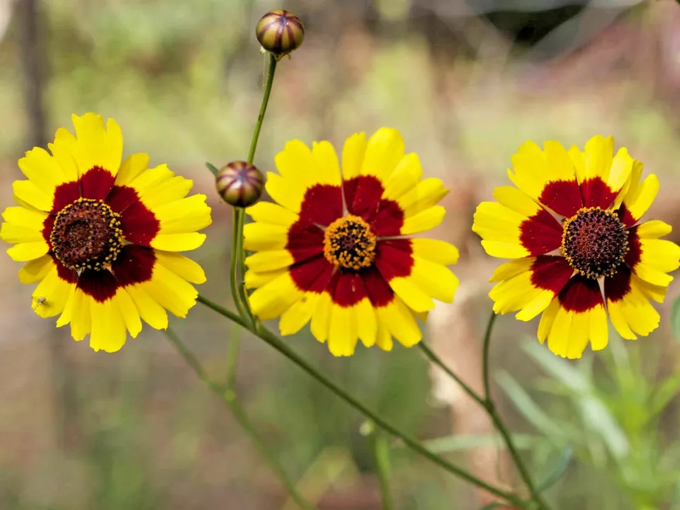 2000 PLAINS COREOPSIS Flower Seeds Native Wildflower - $5.05 CAD