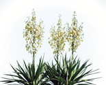 20 Yucca Glauca Soapweed Flower Seeds Perennial  A Soap Making Aloe Free... - £7.20 GBP