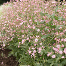 US Seller 50 Saponaria Seed - Pink Beauty - Flower Seeds - USA Grown - Non GMO - £6.65 GBP