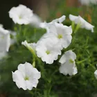  25 Seeds Petunia- Grandiflora- White - £6.68 GBP