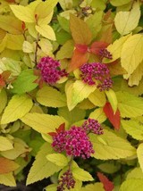 Double Play Candy Corn® Spirea 1 gallon PP28313 image 2