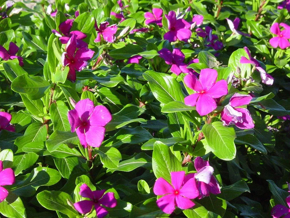 G_S Vinca Seeds 25 Seeds Vinca Cora Violet Annual Seeds - $14.62