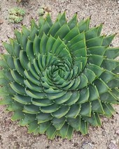 Aloe Polyphylla - $2.49