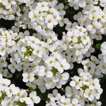 VP Yarrow 1000 Seeds Perennial White Flower | Heirloom Wildflower / Ts - £5.09 GBP