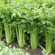 THJAR Celery Tall Utah Improved Seeds 250+ Heirloom Seeds Per Packet Non Gmo See - £13.44 GBP