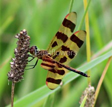 Halloween Pennant Dragonfly - 8x10 Unframed Photograph - $323.54 MXN