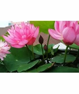 LWS Lotus Flower Water Bonsai Flower Mixed Nymphaea 30 Seeds Fast Shipping  - $14.50