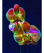 art Painting, original digital art on canvas ,&quot;Vibrant essence&quot;-Rene Cas... - $1,021.32 CAD