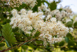 Oceanspray -Holodiscus discolor- Attract Pollinators, Hedgerows, Erosion... - $25.69+