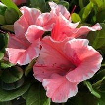 Azalea Deciduous Well Rooted Starter Plant ENCORE AUTUMN STARBURST - $53.98