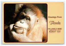 Vintage Orangutan Greetings FL Postcard - $5.95