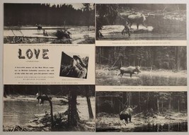 1948 Magazine Photos Bull Moose in the Rut Gets Called by Helene Fischer - £12.14 GBP