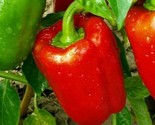 Red Bell Pepper Seeds 30 Culinary Big Red Sweet Pepper Non-Gmo Fast Ship... - £7.18 GBP