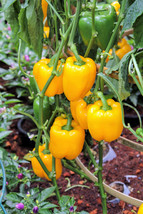 100 Golden Yellow Bell Pepper California Wonder Capsicum Annuum Vegetabl... - $15.20