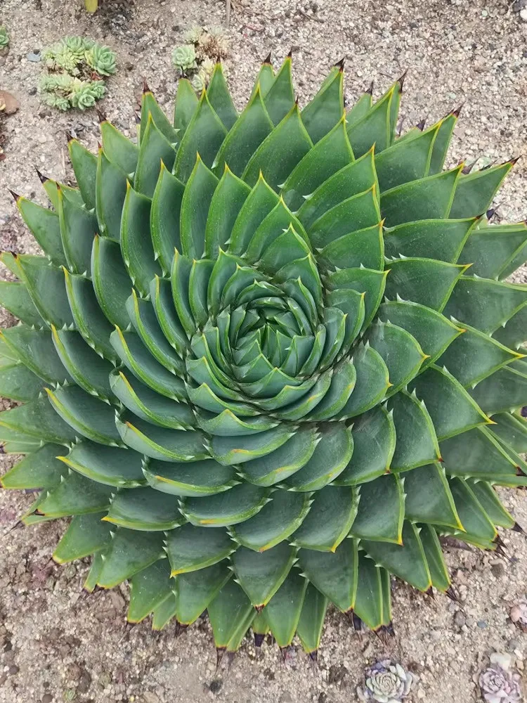 fresh 5 seed Aloe Polyphylla