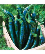 LKS Chile Pasilla Pepper Seeds 15 Organic Mexican Cuisine Home Garden - $12.33
