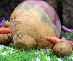 HeirloomSupplySuccess 25 Heirloom Laurentian Rutabaga seeds - £1.56 GBP