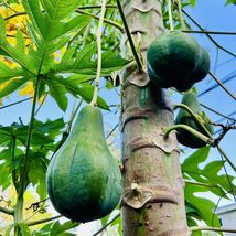 Hanging Papaya (Carica papaya) tropical fruit live tree 24&quot;-36&quot; LARGE SIZE - £63.94 GBP