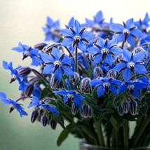 200+ Borage Seeds Spring Herb Garden Pest Repellent Flower Nongmo - $168.75 MXN