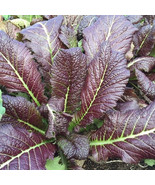 PSA Osaka Purple Japanese Mustard Brassica Juncea Mild Spicy Fast Grow - €13,43 EUR