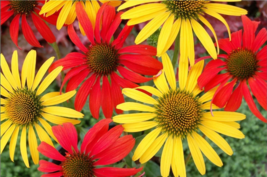 50 Tomato Mac &amp; Cheese Coneflower Seeds Echinacea Flower Perennial Flowers - £12.50 GBP